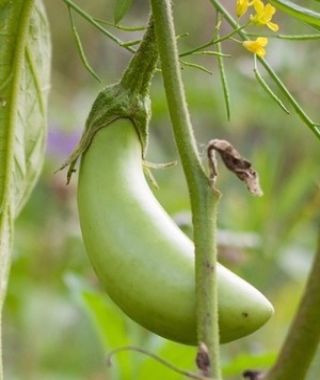 Louisiana Long Green Eggplant
