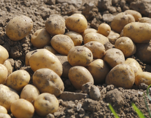 Plant Like a Pioneer: Grow Potatoes